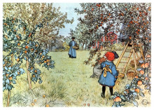 Репродукция картины "the apple harvest" художника "ларссон карл"