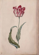 Репродукция картины "tulip" художника "лейстер юдит"
