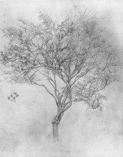 Картина "study of a lemon tree" художника "лейтон фредерик"