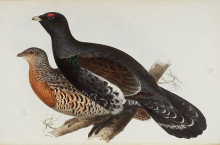Картина "capercaillie or cock of the wood" художника "лир эдвард"