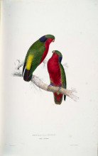 Репродукция картины "psittacula kuhlii (kuhl&#39;s lorikeets)" художника "лир эдвард"