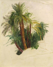 Картина "study of palm trees" художника "лир эдвард"