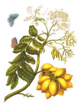 Репродукция картины "from metamorphosis insectorum surinamensium, plate xiii. (spondias purpurea)" художника "мериан мария сибилла"