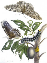 Копия картины "from metamorphosis insectorum surinamensium, plate xx. (thysania agrippina)" художника "мериан мария сибилла"