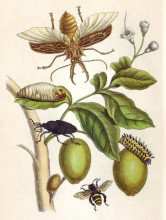 Копия картины "from metamorphosis insectorum surinamensium, plate xlviii" художника "мериан мария сибилла"