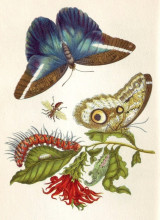 Картина "metamorphosis insectorum surinamensium" художника "мериан мария сибилла"