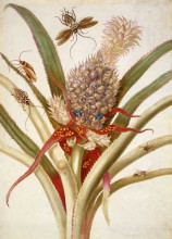 Репродукция картины "pineapple and cockroaches" художника "мериан мария сибилла"