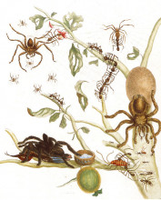 Картина "spiders, ants and hummingbird on a branch of a guava" художника "мериан мария сибилла"