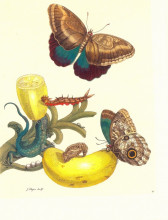 Репродукция картины "plate #23- musa paradisiaca, caligo teucer and cnemidophorus lemniscatus" художника "мериан мария сибилла"