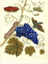 Картина "plate of a moth (eumorpha labruscae) that feeds on grape (vitis vinifera)" художника "мериан мария сибилла"