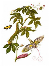 Копия картины "plate showing stages of cocytius antaeus, from metamorphosis insectorum surinamensium" художника "мериан мария сибилла"