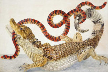 Картина "spectacled caiman (caiman crocodilus) and a false coral snake (anilius scytale)" художника "мериан мария сибилла"
