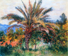 Репродукция картины "пальма в бордигере" художника "моне клод"