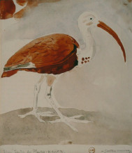 Копия картины "ibis" художника "моро гюстав"