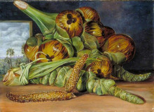 Картина "flowers and fruit of the palmyra, and the palm seen through a window, java" художника "норт марианна"