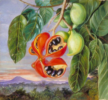Картина "foliage and fruit of sterculia parviflora" художника "норт марианна"