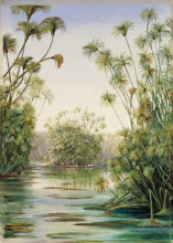 Картина "papyrus or paper reed growing in the ciane, sicily" художника "норт марианна"