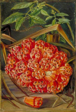 Копия картины "ripe fruit of a screw pine and a sprig of sandal wood" художника "норт марианна"