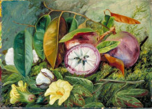 Картина "foliage, flowers and seed-vessels of cotton and fruit of star apple, jamaica" художника "норт марианна"