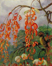 Копия картины "flowers of a coral tree and king of the flycatchers, brazil" художника "норт марианна"
