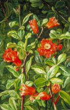 Копия картины "flowers of the pomegranate, painted in teneriffe" художника "норт марианна"