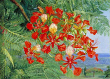 Репродукция картины "foliage and flowers of a madagascar tree" художника "норт марианна"
