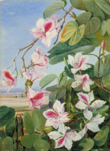 Копия картины "foliage, flowers and fruit of a common indian forest tree" художника "норт марианна"