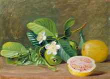 Картина "foliage, flowers and fruit of a variety of guava" художника "норт марианна"