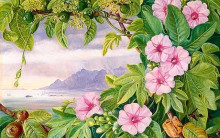 Репродукция картины "ipomoea and vavangue with mahe harbour in the distance" художника "норт марианна"