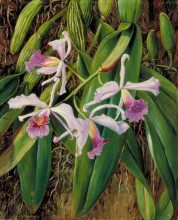 Копия картины "pink orchid" художника "норт марианна"