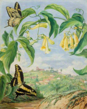Копия картины "yellow bignonia and swallow-tail butterflies with a view of congonhas, brazil" художника "норт марианна"