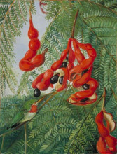 Копия картины "the wild tamarind of jamaica with scarlet pod and barbet" художника "норт марианна"