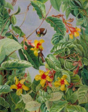 Картина "a brazilian climbing shrub and humming birds" художника "норт марианна"