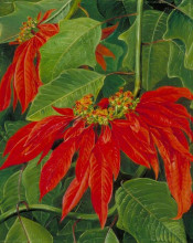 Копия картины "flor de pascua or easter flower, at morro velho, brazil" художника "норт марианна"