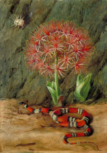 Репродукция картины "flor imperiale, coral snake and spider, brazil" художника "норт марианна"