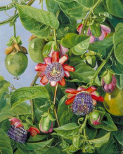 Копия картины "flowers and fruit of the maricojas passion flower, brazil" художника "норт марианна"