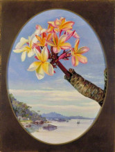 Копия картины "flowers of jasmine mango or frangipani, brazil" художника "норт марианна"