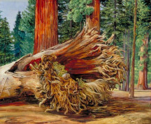 Копия картины "a fallen giant, calaveras grove, california" художника "норт марианна"