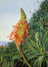 Репродукция картины "common aloe in flower, teneriffe" художника "норт марианна"
