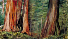 Репродукция картины "the mariposa grove of big trees, california" художника "норт марианна"