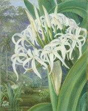 Репродукция картины "a bornean crinum" художника "норт марианна"