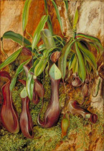 Репродукция картины "a bornean pitcher plant, sarawak, borneo" художника "норт марианна"