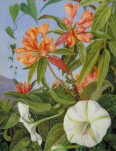 Копия картины "a javan rhododendron and ipomoea" художника "норт марианна"