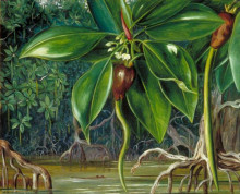 Картина "a mangrove swamp in sarawak, borneo" художника "норт марианна"
