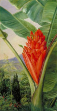 Репродукция картины "banana, american aloe and cypress in a garden, java" художника "норт марианна"