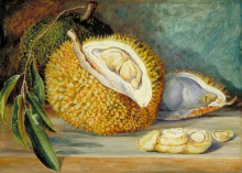 Копия картины "durian fruit from a large tree, sarawak, borneo" художника "норт марианна"