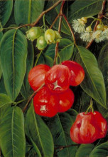 Репродукция картины "flowers and fruit of the jamboa boll, java" художника "норт марианна"