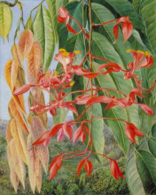 Картина "foliage and flowers of the burmese thaw-ka or soka" художника "норт марианна"