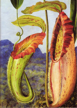 Репродукция картины "nepenthes northiana" художника "норт марианна"