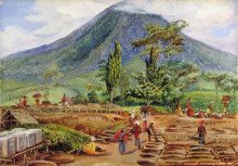 Копия картины "tea-drying in mr h&#246;lle&#39;s establishment, java" художника "норт марианна"